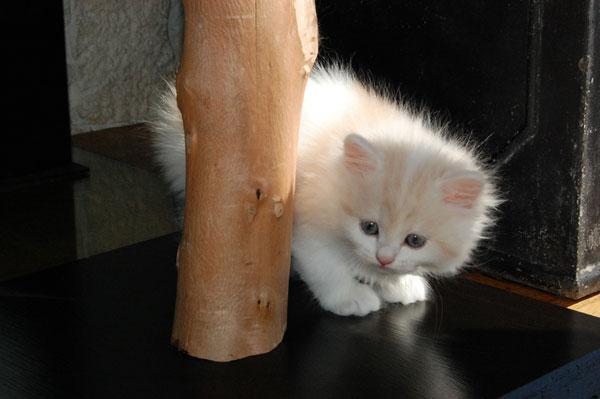 DSC_0223-(2).jpg