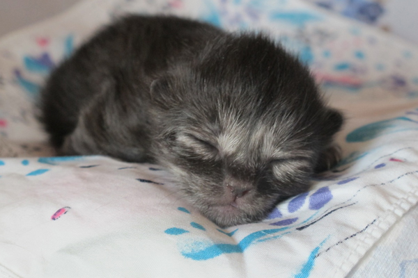 Yetty.jpg - die kleine Yetty