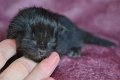 Baby3
