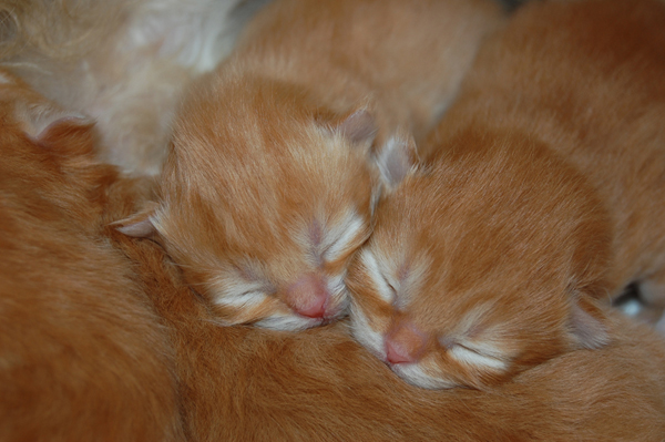 DSC_0004.jpg - und gut zufriedene Babies