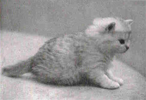 deutschlanghaar3.jpg