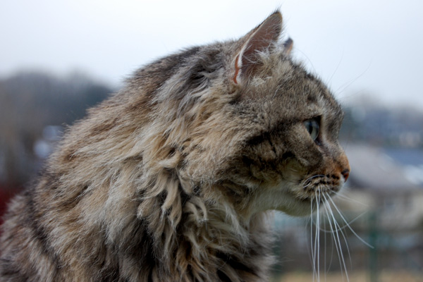 DSC_0237.jpg