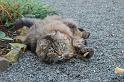 DSC_0593-(3)