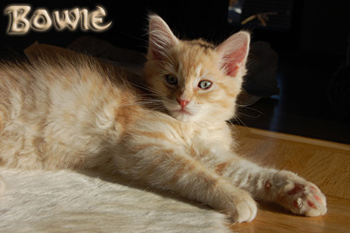 Bowie6