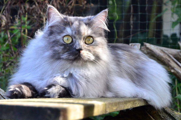 Winona von Germangora