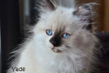 Yade