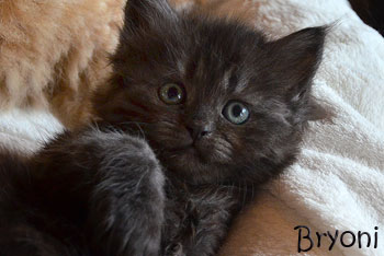 Bryoni