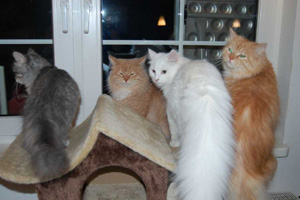 Odine, Morten, Nalle und Merlin