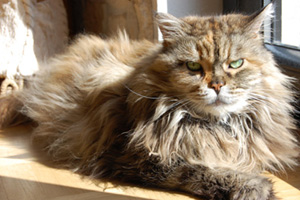 Feline