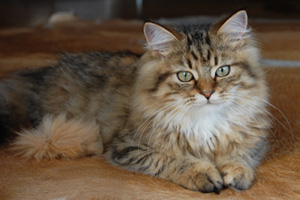 Nikita