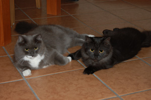 Isidor und Ivanhoe