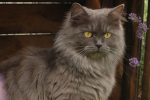 Raija von Germangora