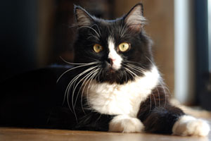 Otavi von Germangora