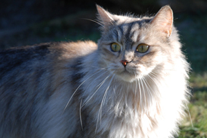 Fortuna von Germangora