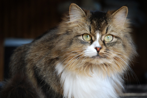 Inuki von Germangora