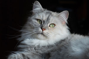 Hoshi von Germangora