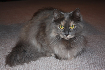 Demona
