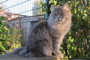 Mia Mailin