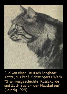 Deutsch Langhaar 1929