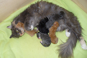 Leila mit ihren ersten Babies