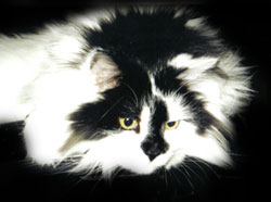 Sam PawPeds