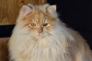 Unoki von Germangora