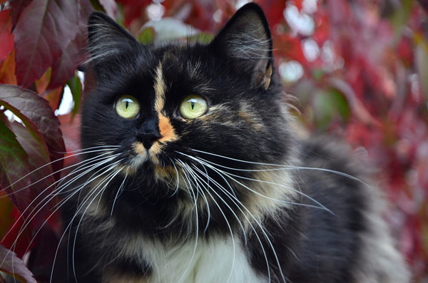 Tuuli von Germangora