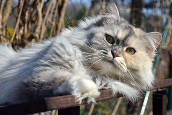 Hoshi von Germangora