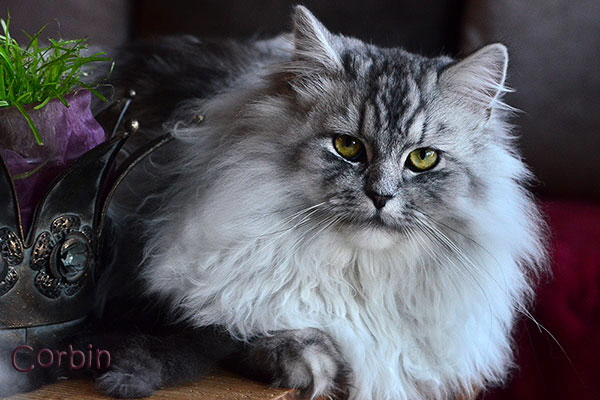 Corbin von Germangora