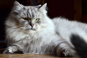 Baldur von Germangora