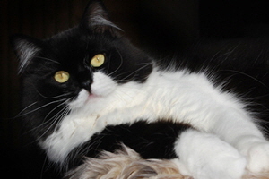 Gerrit vom Heidegeist