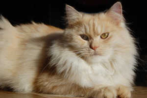 Cilian von Germangora