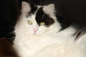 Dvalin von Germangora