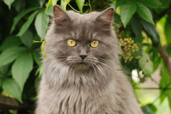 Raija von Germangora