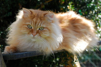 Zoraya von Germangora