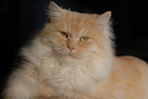 Meander von Germangora